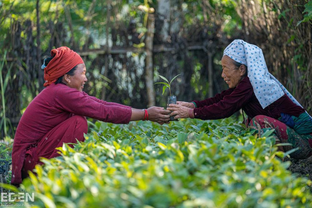 protecting nature reforestation 