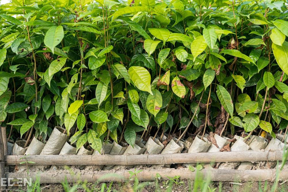 Lovi istuttaa puita yhteistyössä Eden Reforestation Projectin kanssa.